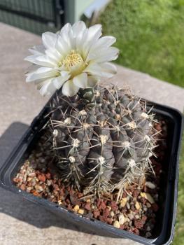 Gymnocalycium leptanthum